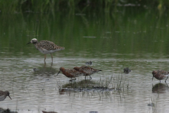 Krombekstrandloper en Kemphaan-Lauwersmeer 4-5-2014