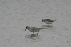 Krombekstrandloper, adult en Kleine strandloper Lauwersmeer 1-9-2007