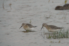 Krombekstrandloper, juv. 1-Lauwersmeer 13-9 2011