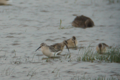 Krombekstrandloper, juv.-Lauwersmeer 13-9 2011