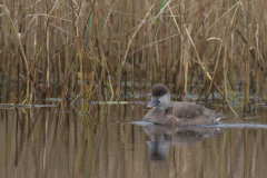 Krooneend 1 Lauwersmeer 30-11-2008