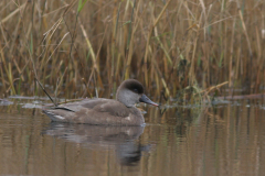 Krooneend Lauwersmeer 30-11-2008