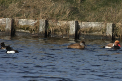 Krooneend en Kuifeend Groningen-prov. 13-3-2016