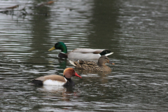 Krooneend en Wilde eend Groningen-prov. 9-4-2012