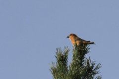 Kruisbek 1-Drenthe 23-12-2013