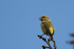 Kruisbek 1-Drenthe 7-11-2018