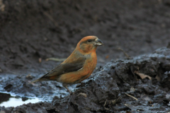 Kruisbek 1-Overijssel 28-3-2014