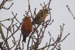 Kruisbek 10-Drenthe 23-12-2013