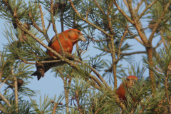 Kruisbek 13-Drenthe 23-12-2013