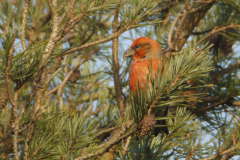 Kruisbek 14-Drenthe 23-12-2013