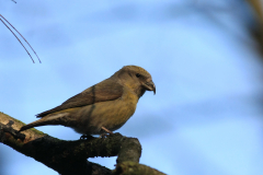 Kruisbek 2-Overijssel 28-3-2014