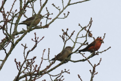 Kruisbek 3-Drenthe 23-12-2013