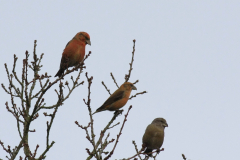 Kruisbek 4-Drenthe 23-12-2013