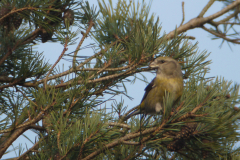 Kruisbek 6-Drenthe 23-12-2013