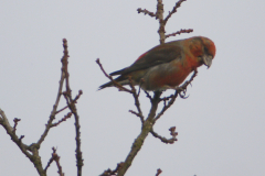 Kruisbek 9-Drenthe 23-12-2013