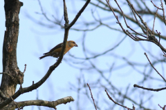 Kruisbek-Drenthe 23-12-2013