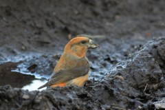 Kruisbek-Overijssel 28-3-2014