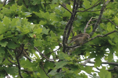 Kruisbek,juv. Terschelling 4-6-2014