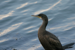 Kuifaalscholver 1-Eemshaven 17-12-2006