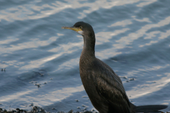 Kuifaalscholver-Eemshaven 17-12-2006