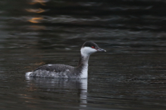 Kuifduiker Groningen-stad 27-1-2021