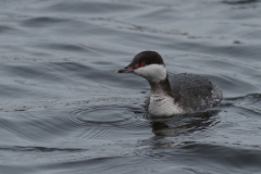 Kuifduiker Groningen-stad 28-1-2021