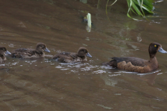 Kuifeend, ♀ en juv. 1 Zuidlaardermeergebied 28-7-2023