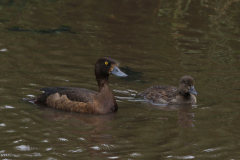 Kuifeend, ♀ en juv. Zuidlaardermeergebied 28-7-2023