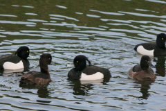 Kuifeend, ♂ en ♀  1 Groningen-stad 19-3-2008