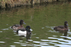 Kuifeend, ♀ en ♂  Groningen-stad 19-3-2008