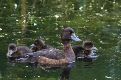 Kuifeend, ♀ en juv.  Groningen-stad 2-7-2011