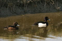 Kuifeend, ♀ en ♂  Groningen-stad 4-4-2007