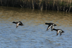 Kuifeend, ♂ -NoordHolland 18-4-2015