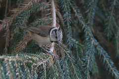 Kuifmees 1-Hortus Haren 23-10-2008