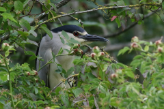 Kwak , adult 1 Zeeland 21-6-2020