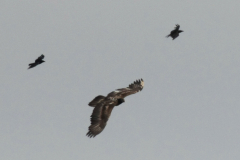 Lammergier, onvolwassen 1 Ameland 21-6-2016