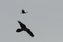 Lammergier, onvolwassen 2 Ameland 21-6-2016