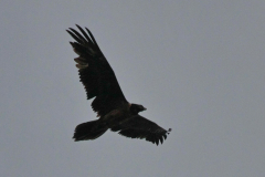 Lammergier, onvolwassen 2 Lauwersmeer 8-5-2015