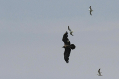 Lammergier, onvolwassen 3 Ameland 21-6-2016