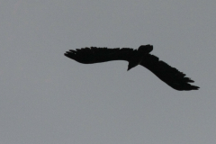 Lammergier, onvolwassen 3 Lauwersmeer 8-5-2015