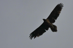 Lammergier, onvolwassen Lauwersmeer 8-5-2015