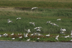 Lepelaar 1 Groningen-kust 17-7-2011