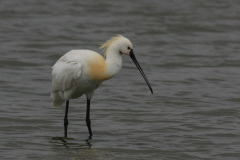 Lepelaar 1-Lauwersmeer 25-4-2015