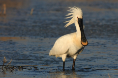 Lepelaar 1-Lauwersmeer 27-3-2013