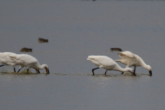 Lepelaar 1 Zuidlaardermeergebied 10-9-2019