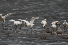 Lepelaar 1 Zuidlaardermeergebied 4-9-2019 b