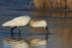 Lepelaar 2-Lauwersmeer 27-3-2013