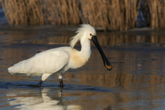 Lepelaar 3-Lauwersmeer 27-3-2013