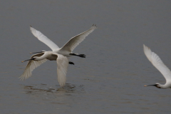 Lepelaar 6 Zuidlaardermeergebied 10-9-2019