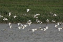 Lepelaar Groningen-kust 17-7-2011